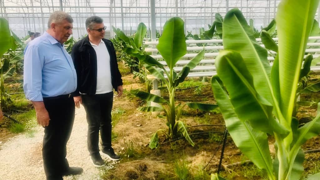 Gönen Muz’u Eylül’de raflarda