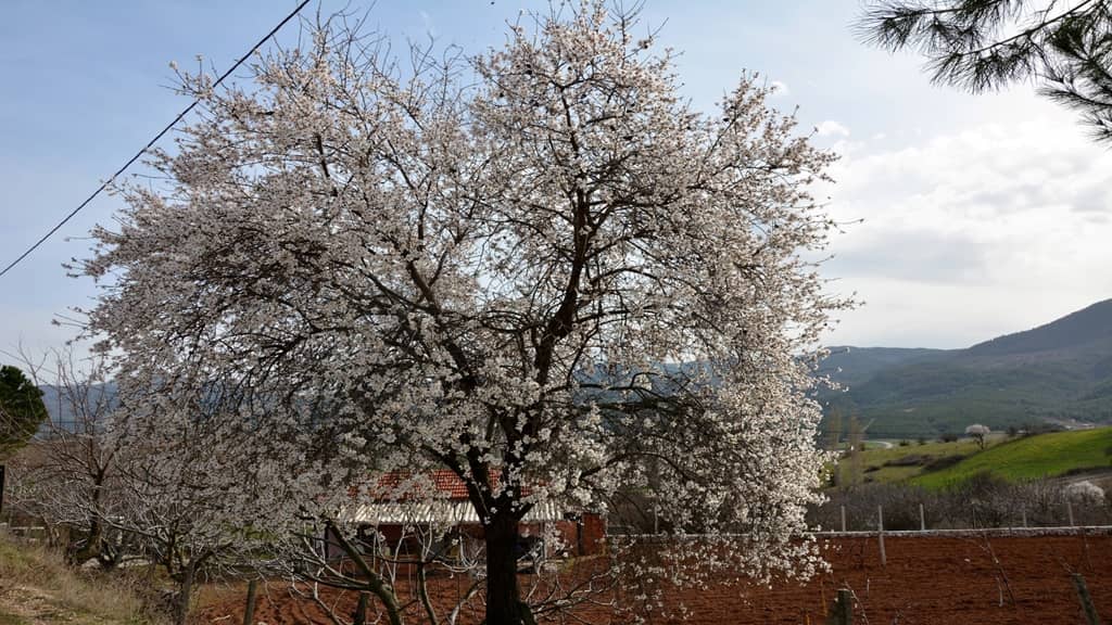 Ağaçlar erken çiçek açtı