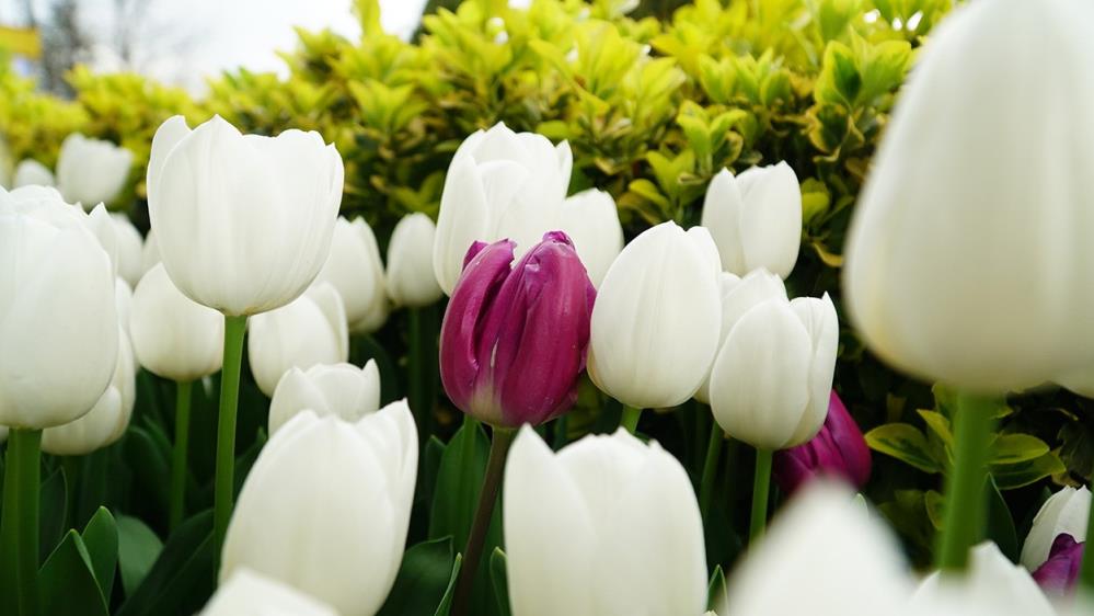 Lale mevsimi başladı