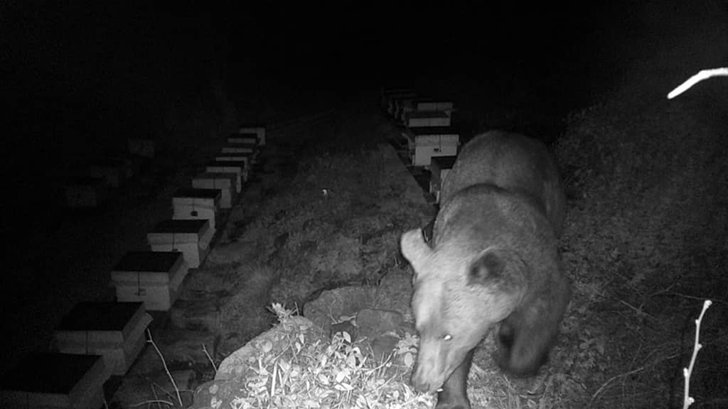  Boz ayıdan Kapıdağ’a bal ziyareti