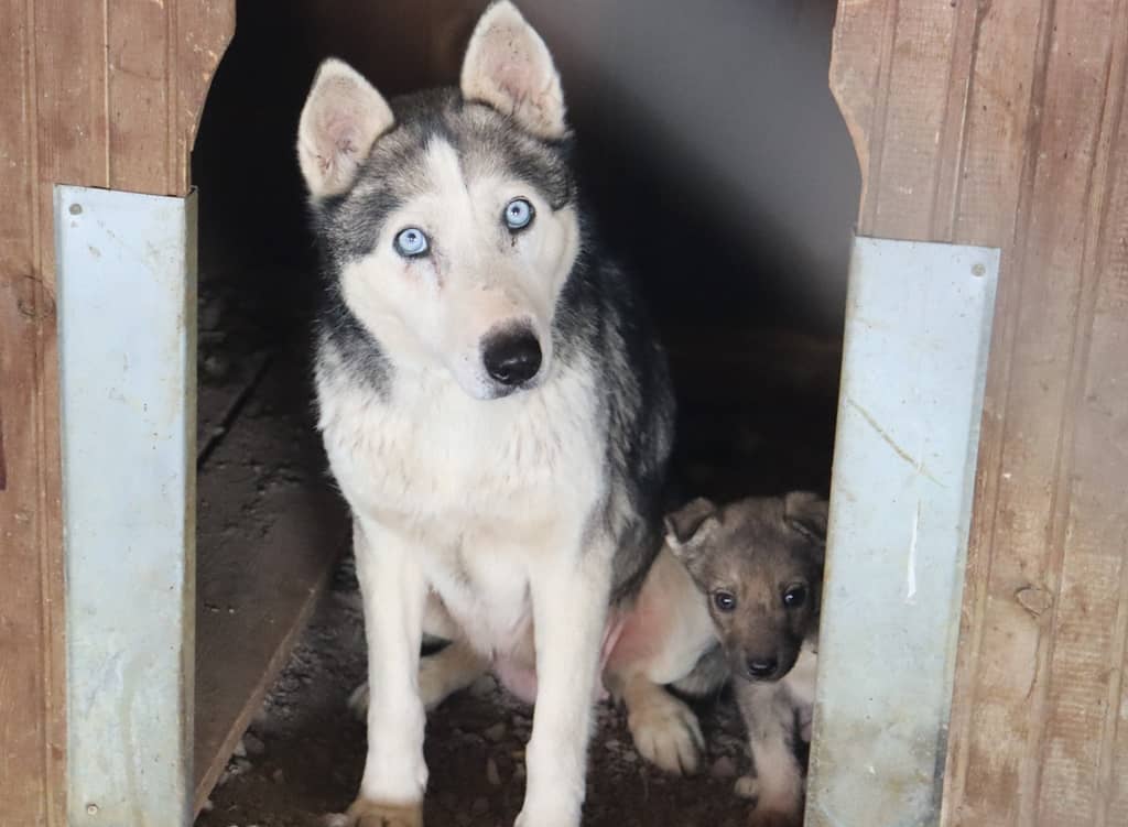 Depremzede köpekler rehabilite ediliyor