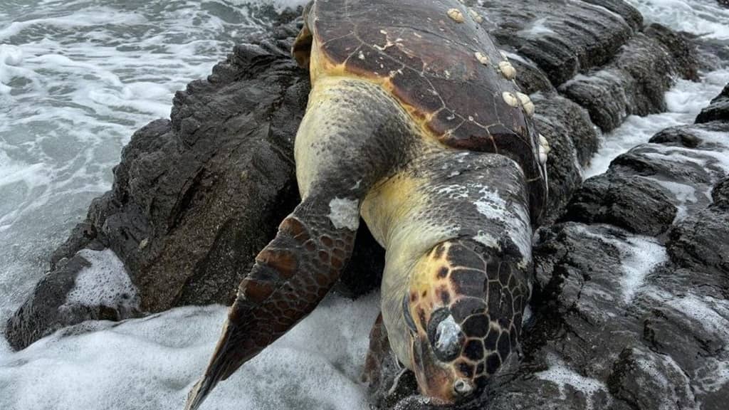 Erdek'te Caretta Caretta kıyıya vurdu