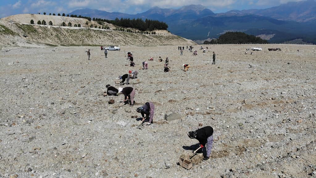 Kazdağları’ndaki eski maden sahası lavanta kokacak
