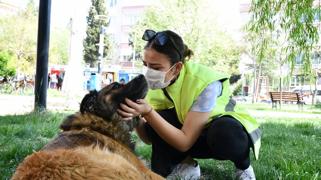 Büyükşehir sokak hayvanlarının yanında
