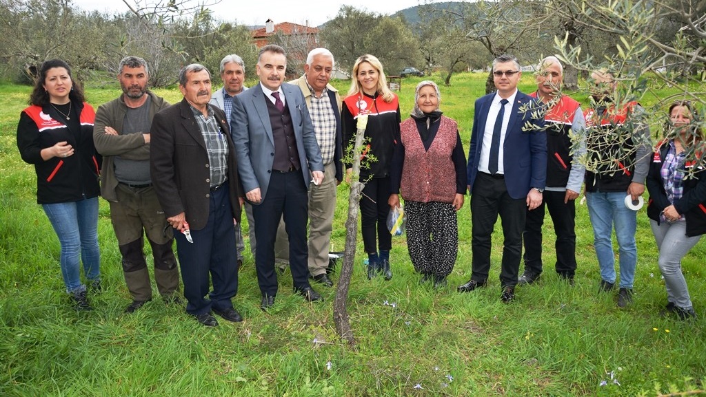 Kazdağları’nda ahlat ağaçları aşılancak