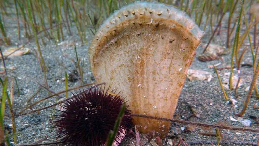 Marmara Denizi için yeni umudun adı: Pina