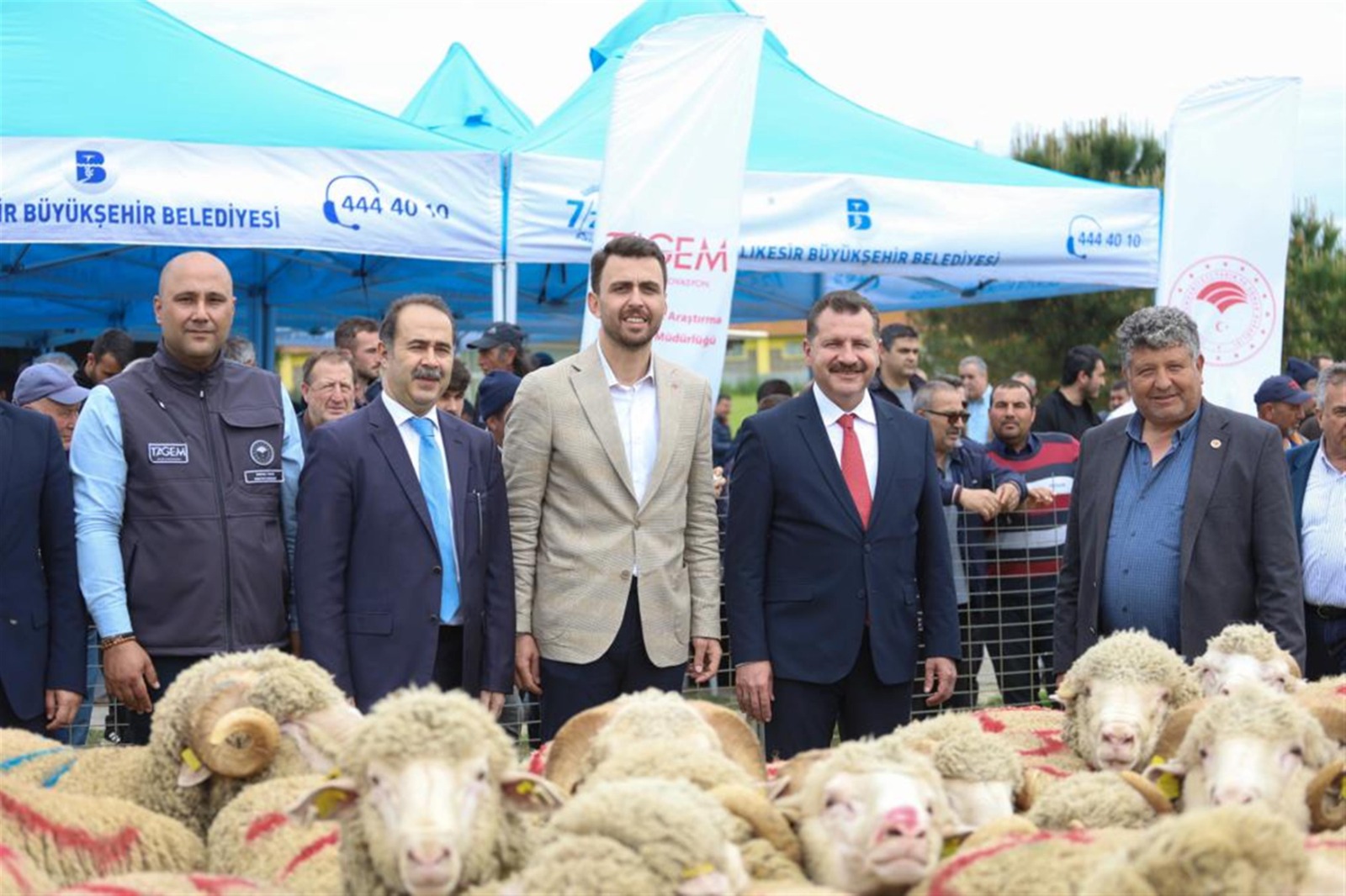 Büyükşehir, üreticilere 149 damızlık koç dağıttı