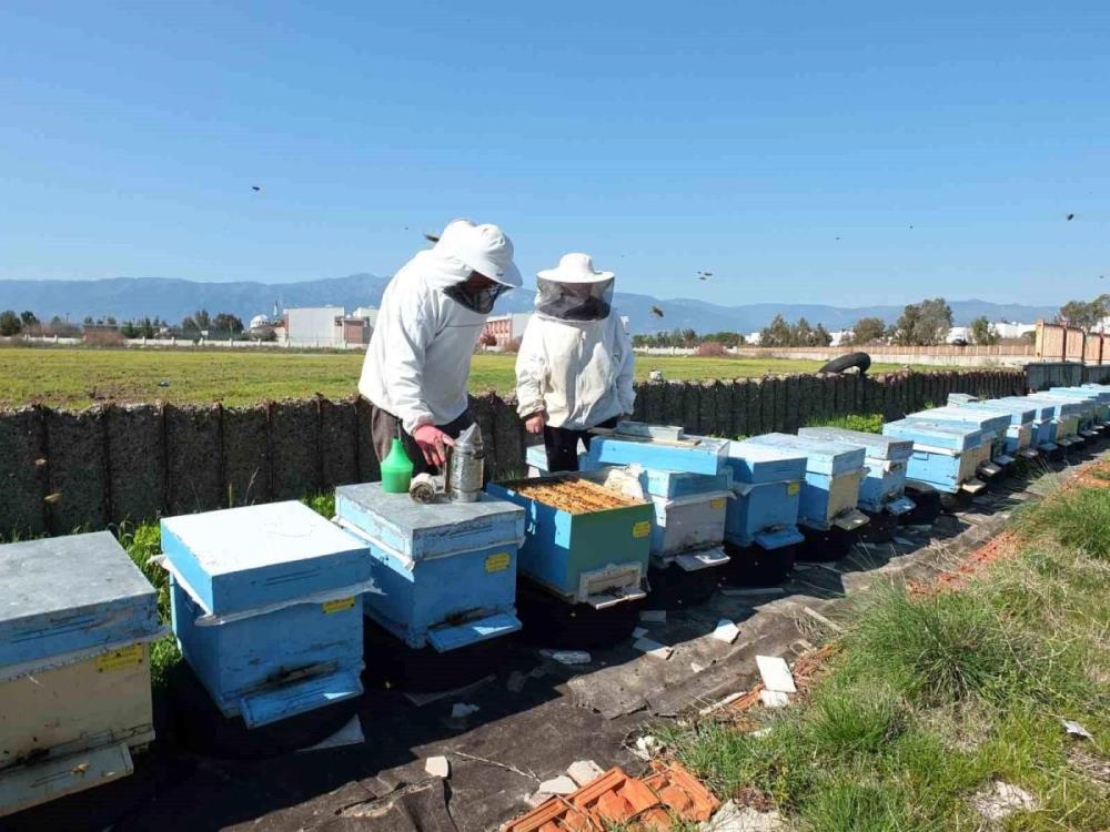 Arıcılıkta bereket yılı