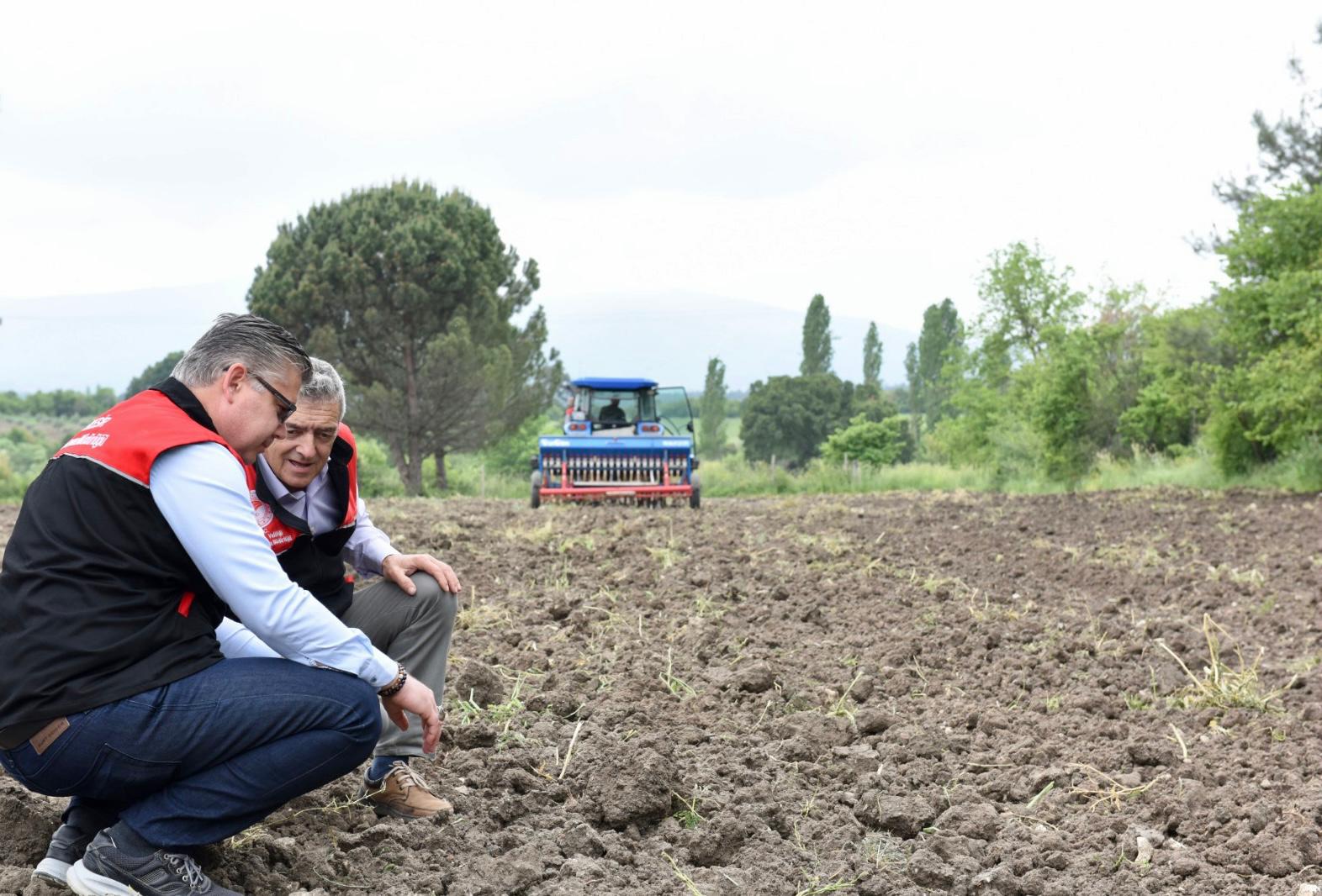 Çeltik tohumları toprakla buluştu