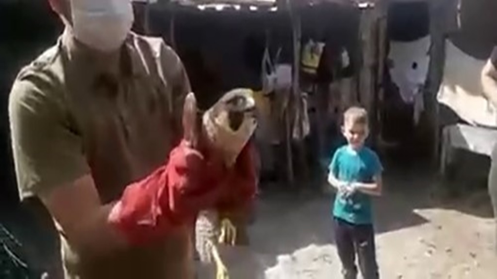 Dünyanın en hızlı kuşu yaralı bulundu