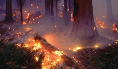 Kazdağlarında yangın sezonuna hazırlıklar başladı