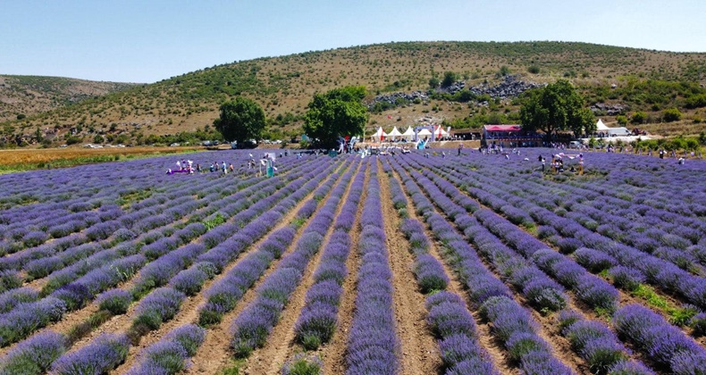 Lavanta Bahçelerinin Geliri İhtiyaç Sahiplerine Gidecek