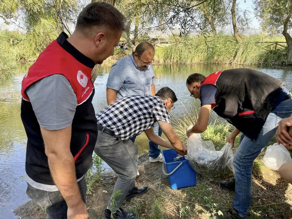 500 bin sazan balığı yavrusu su ile buluştu