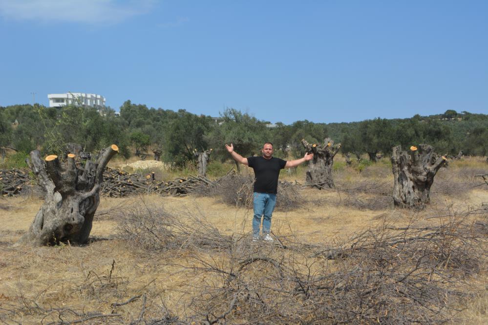 Lüks villalar için zeytin ağaçları katlediliyor