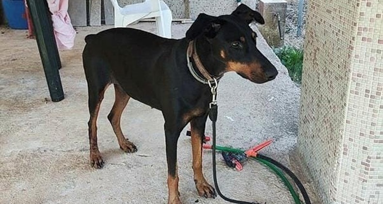 TİNA'NIN SIR DOLU TASMASI KAYIP BERZEG OLAYINDA TÜM GERÇEKLER TİNA'NIN TASMASINDA GİZLİ GÖNEN'DE 'BERZEG SEFERBERLİĞİ'