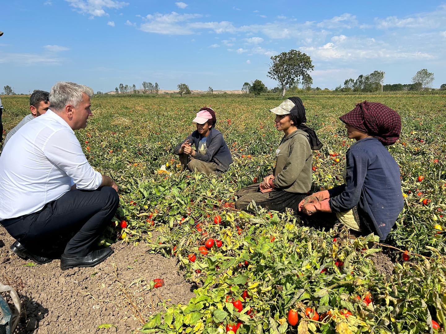 Mustafa Canbey domates hasadına katıldı