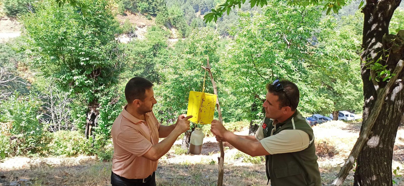 Kestane ormanları korunuyor