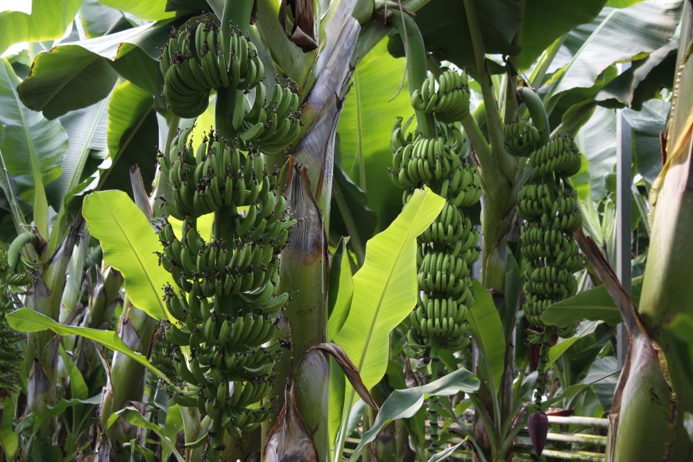 Balıkesir muzu jeotermal serada yetişiyor