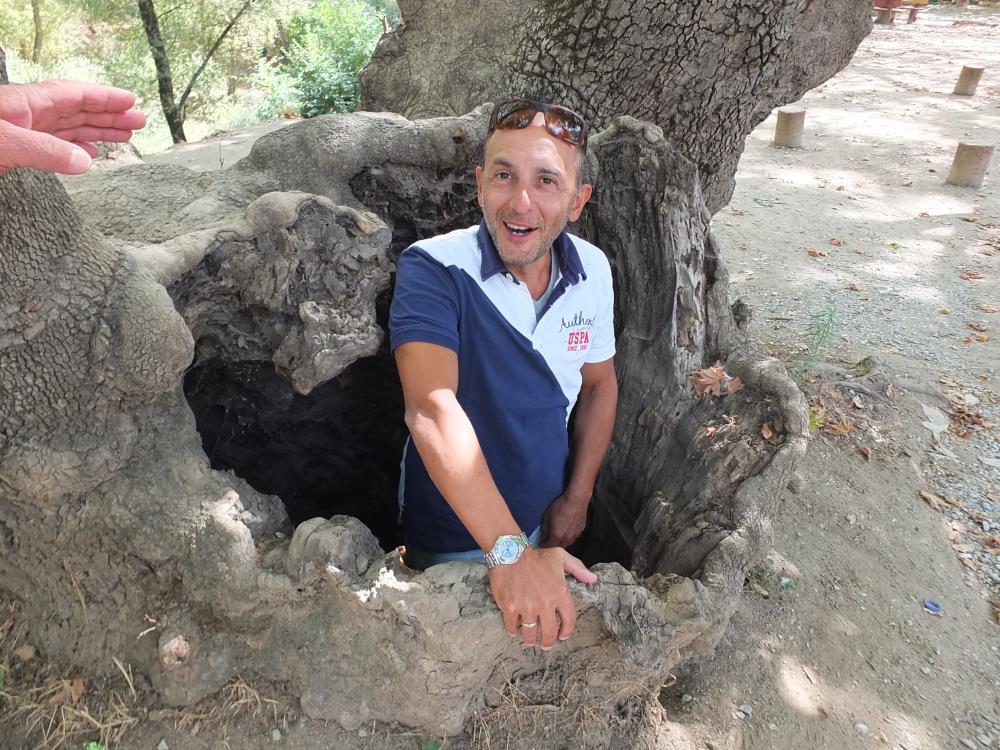 Kazdağında 750 yıllık çınar ağacı ilgi odağı oldu