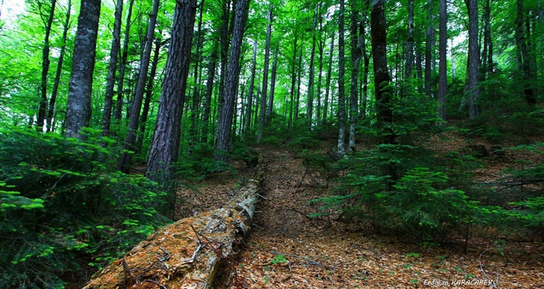 Balıkesir’deki ormanlar 2 kat fazla oksijen üretiyor