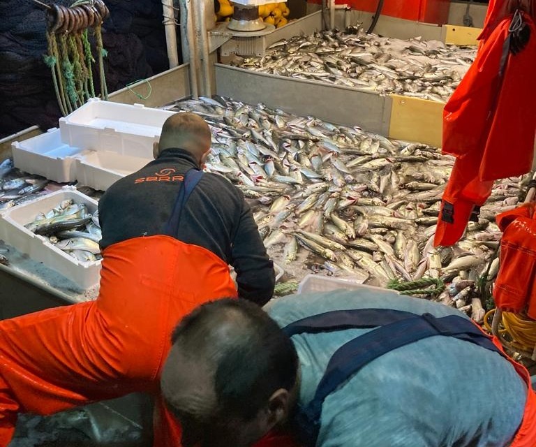 ERDEK'TE 10 BİN LÜFER BALIĞI AĞLARA TAKILDI