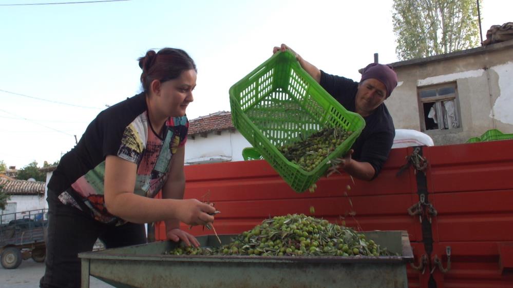 Yeşil Zeytin Hasadı Başladı