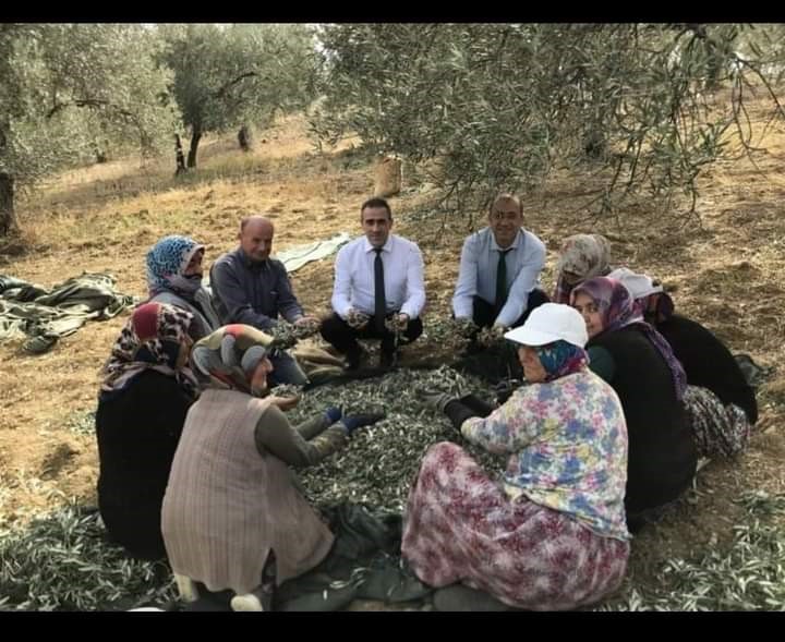Burhaniye Kaymakamı Memiş, zeytin hasadına katıldı