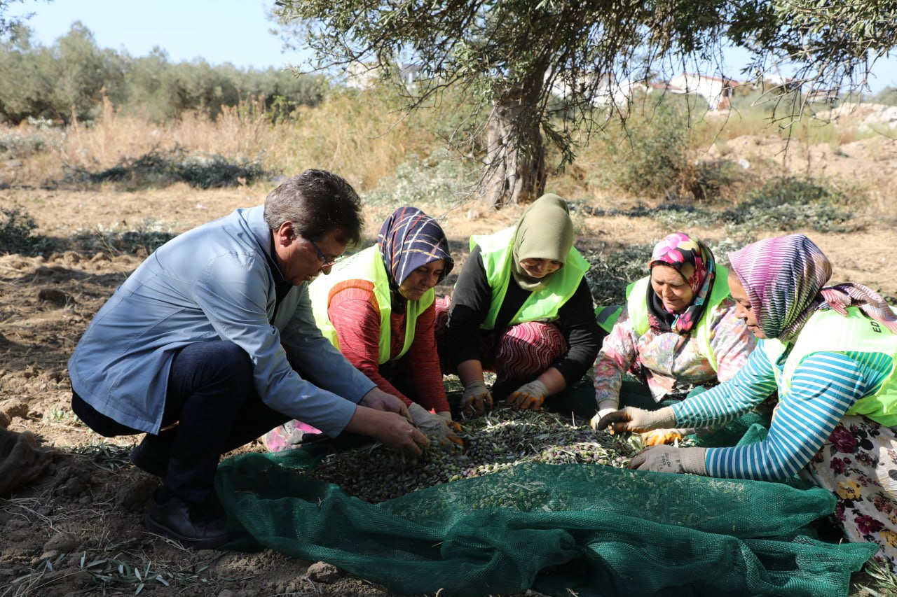 zeytin hasat (3)