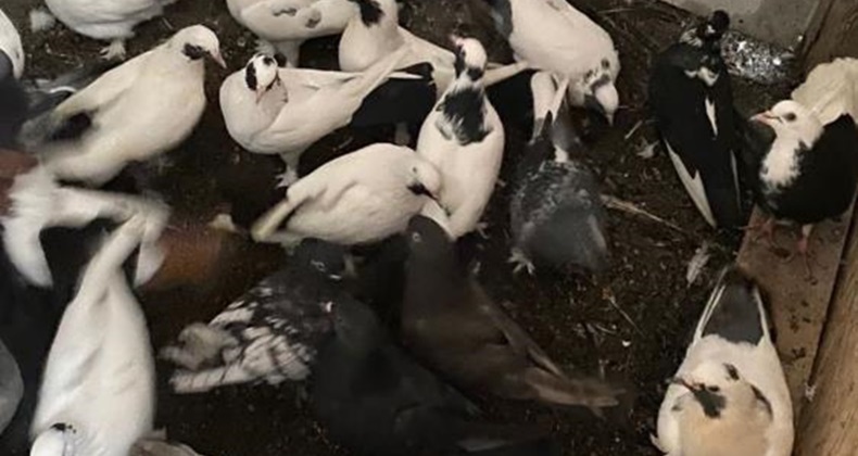 Güvercin hırsızları yakalandı