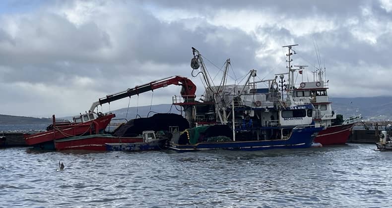 Hava bozdu hamsi rekor kırdı