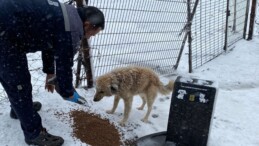 Büyükşehir’den zorlu kış şartlarında sokak hayvanlarına destek