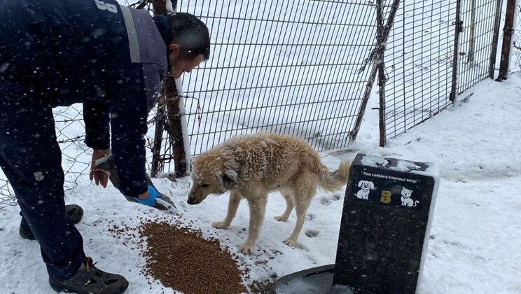 Büyükşehir’den zorlu kış şartlarında sokak hayvanlarına destek