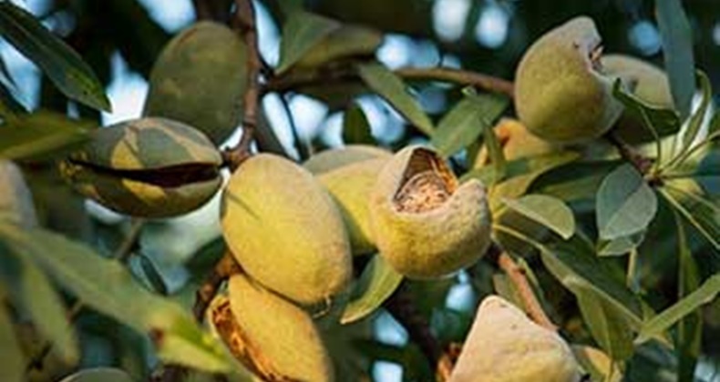 Yüzde yüz hibeli ceviz ve badem fidanı dağıtılacak