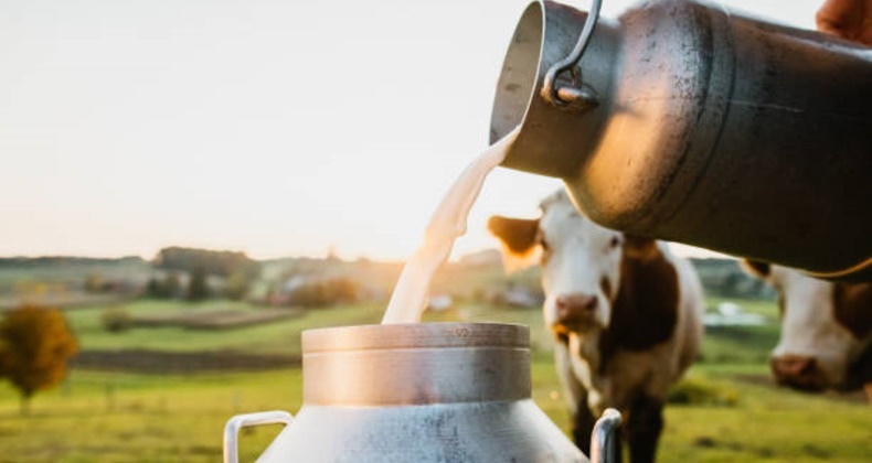 Close-up of raw milk being poured into container with cows in background