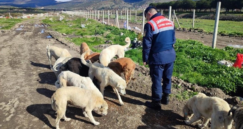 Jandarma ekiplerinden örnek hareket