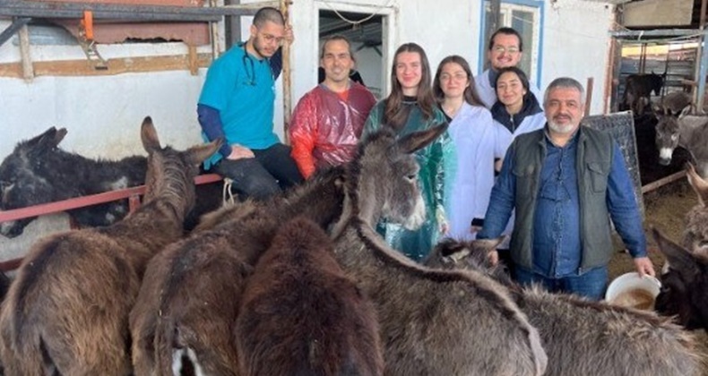 Eşeklerden embriyo transferi yapıldı