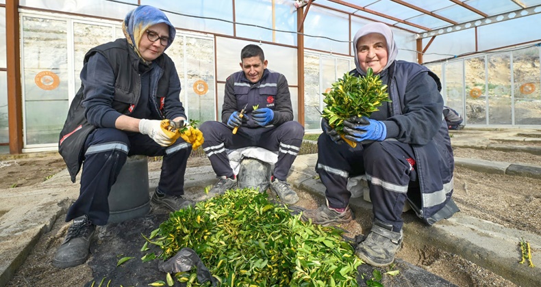 Karesi Belediyesi Kendi Çiçeklerini Üretiyor (6)