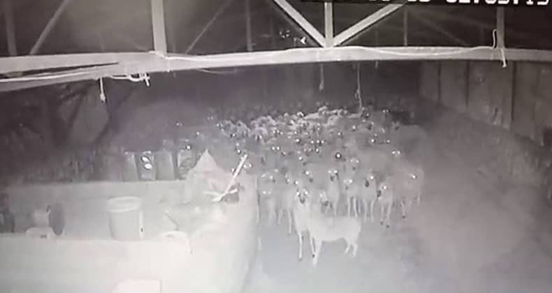 Kurt ahırdaki sürüye saldırdı