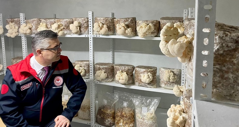 Aslan Yelesi Mantarı hasadı başladı