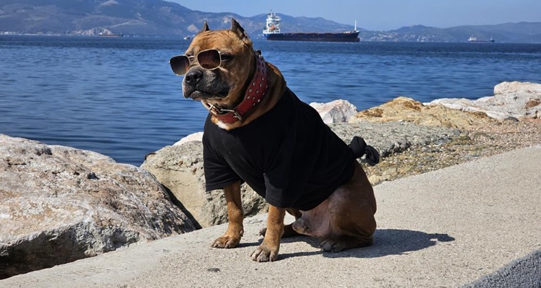 Pitbull Oscar’ın şıklığı göz kamaştırdı