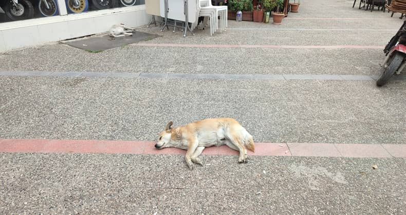 Balıkesir'de Sokak Köpekleri Huzurlu Bir Yaşam Sürüyor