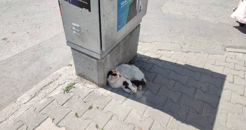 Sıcak Hava Hayvanları da Etkiliyor