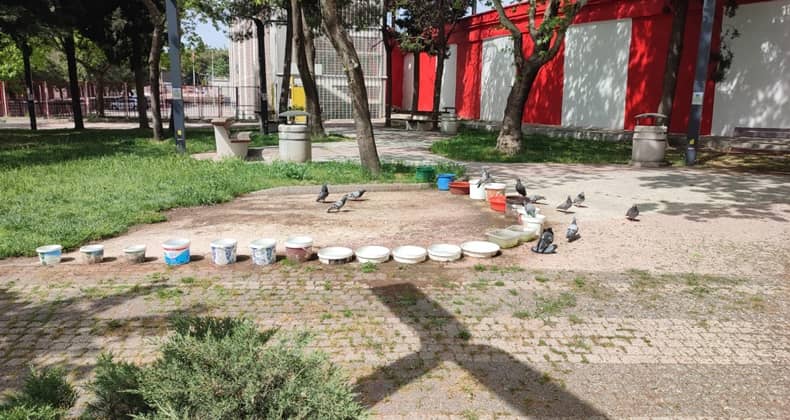 Sıcak Havada Güvercinler Unutulmuyor