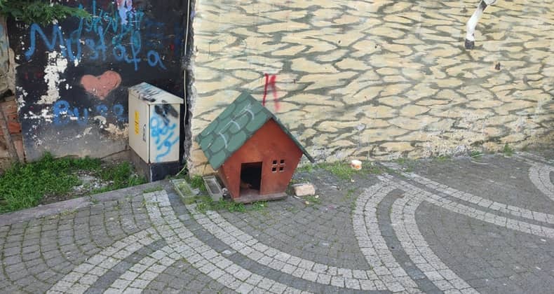 Sokaktaki Dostlarımız İçin Kulübe