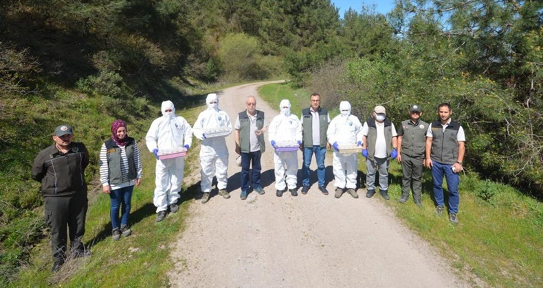 Balıkesir ormanlarında dumansız yangınla mücadele