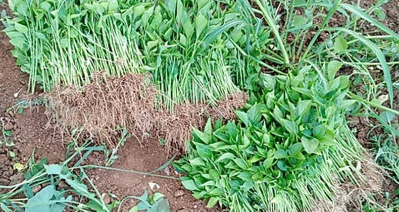 Biber fideleri toprakla buluşuyor