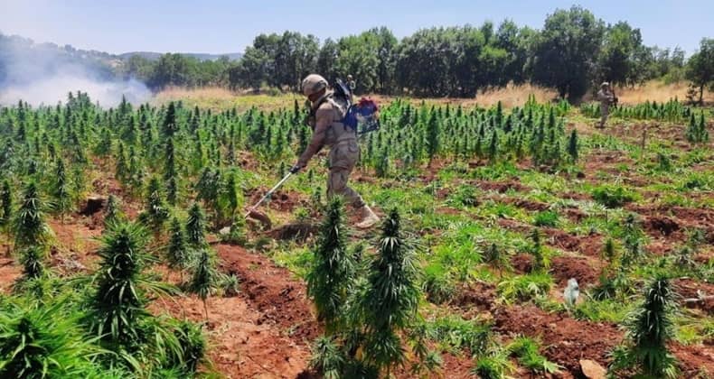 Diyarbakır’da 113 bin kök kenevir ele geçirildi