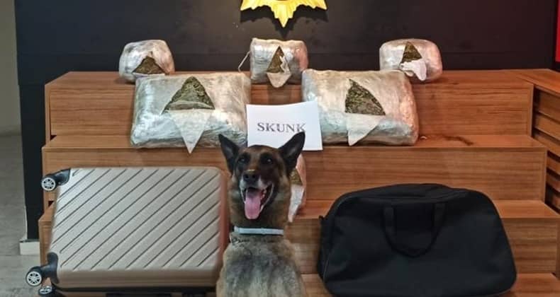 Şanlıurfa’da 10 Kilo 600 Gram Skunk Ele Geçirildi