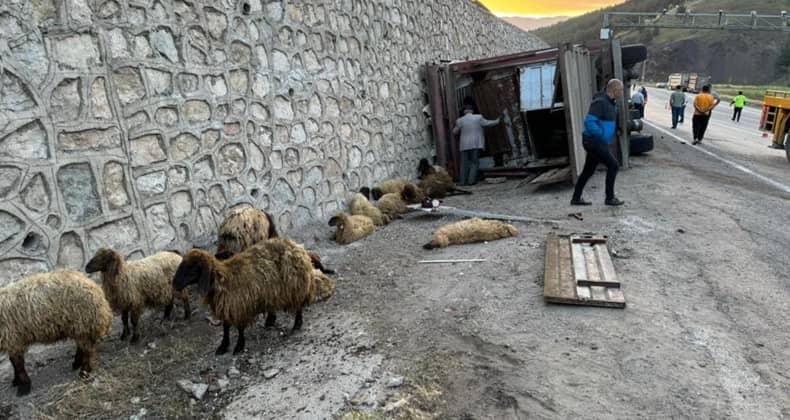 Siirt’te Tır Devrildi 2 Kişi Yaralandı, 40 Küçükbaş Hayvan Telef Oldu