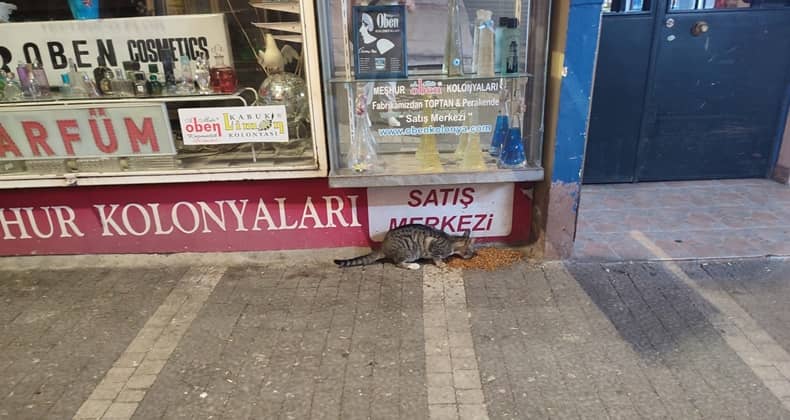Sokak Kedisine Akşam Vakti Mama İkramı
